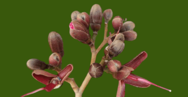 Hymenaea rubriflora Ducke