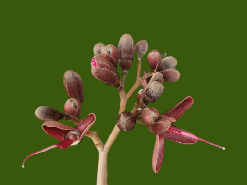 Hymenaea rubriflora Ducke