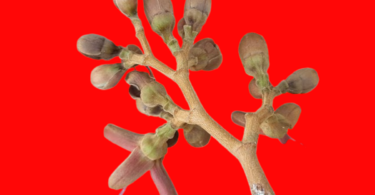 Hymenaea rubiflora Ducke