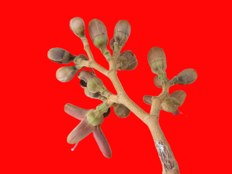 Hymenaea rubiflora Ducke