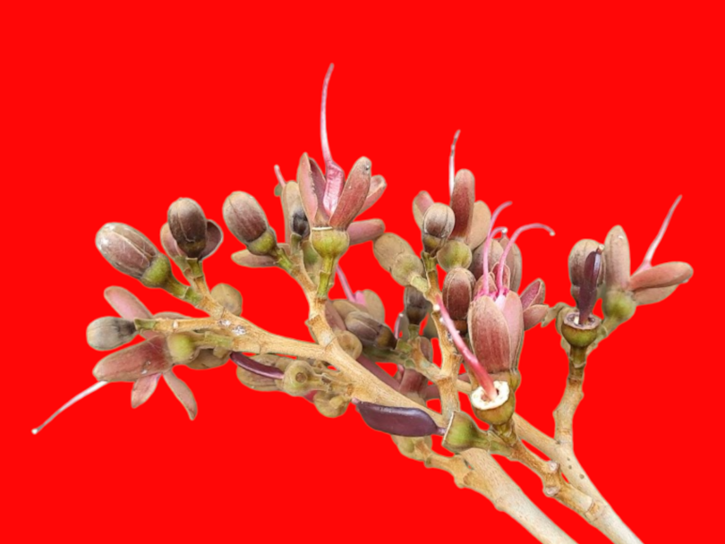 Hymenaea rubiflora Ducke