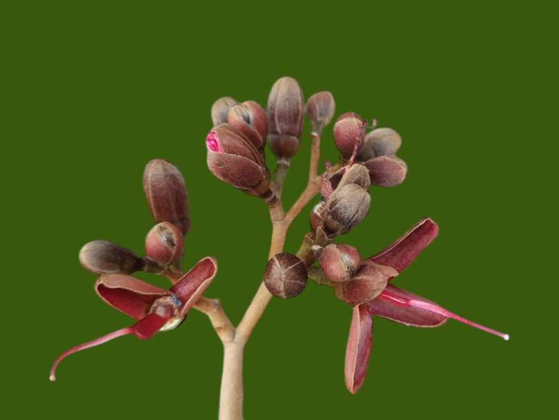 Hymenaea rubiflora Ducke