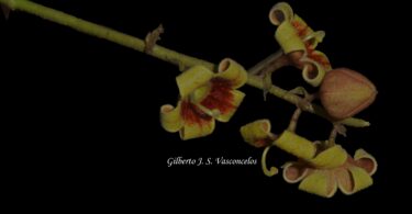 Chichá - Sterculia curiosa (Vell.) Taroda