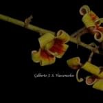 Flores da árvore Chichá - Sterculia striata A.St.-Hil. & Naudin