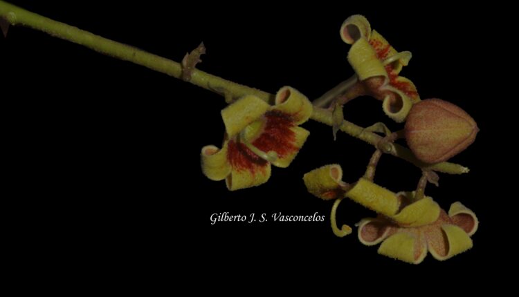 Flores da árvore Chichá - Sterculia striata A.St.-Hil. & Naudin