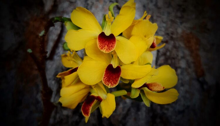 Flores de Pau-brasil - Paubrasilia echinata (Lam.) Gagnon, H.C.Lima & G.P.Lewis