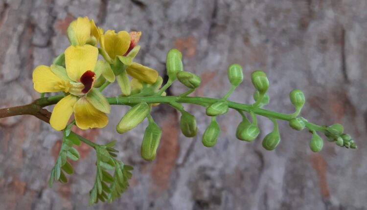 Flores de Pau-brasil - Paubrasilia echinata (Lam.) Gagnon, H.C.Lima & G.P.Lewis
