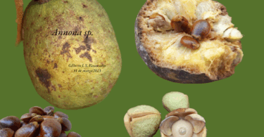 Nova espécie de Annona sp. Registro em 11 – 12 de mar. de 2023 – Feliz Deserto