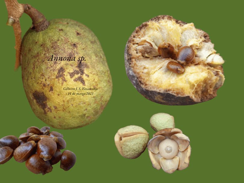 Nova espécie de Annona sp. Registro em 11 – 12 de mar. de 2023 – Feliz Deserto