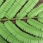 Folha Angico branco - Albizia polycephala (Benth.) Killip ex Record
