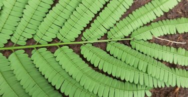 Albizia polycephala (Benth)