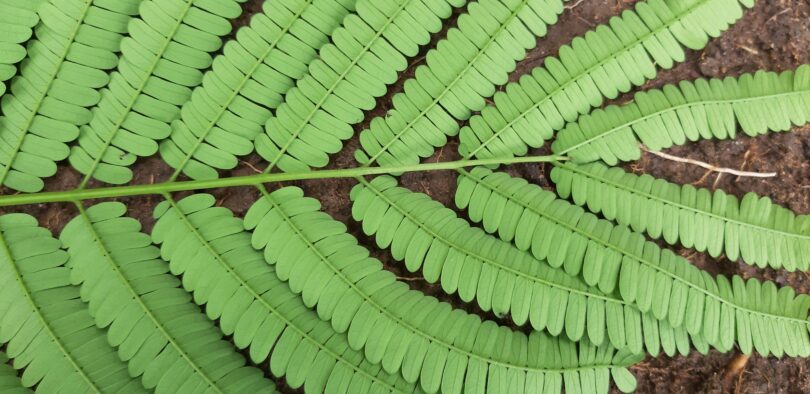 Albizia polycephala (Benth)