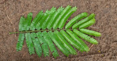 Albizia polycephala (Benth)