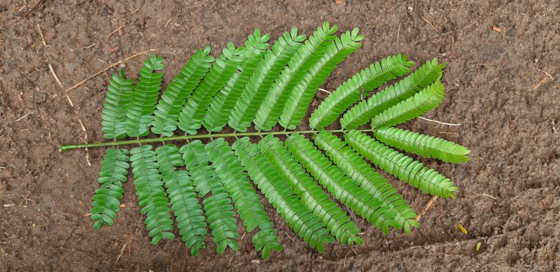 Albizia polycephala (Benth)