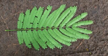 Albizia polycephala (Benth)