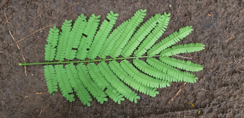 Albizia polycephala (Benth)
