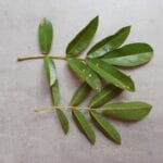 Folhas de Angelim - Andira nitida Mart. ex Benth.