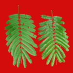 Folhas de angico - Albizia polycephala (Benth)