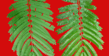 Albizia polycephala (Benth)