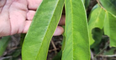 Nova espécie de Annona sp. Registro em 11 – 12 de mar. de 2023 – Feliz Deserto