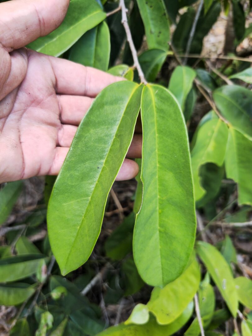 Nova espécie de Annona sp. Registro em 11 – 12 de mar. de 2023 – Feliz Deserto