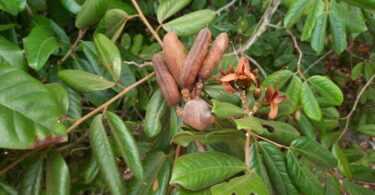 Hymenaea rubiflora Ducke