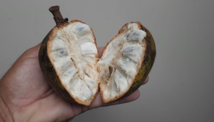 Fruto aberto de Annona salzmannii