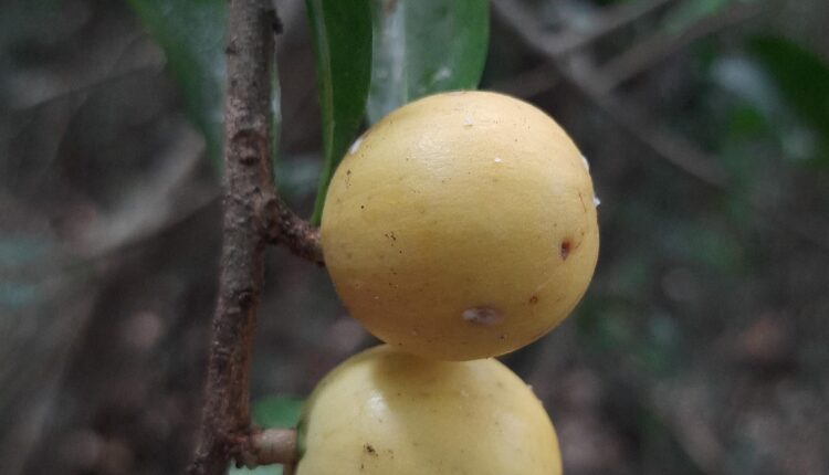 Fruto de Aguaí - Chrysophyllum gonocarpum (Mart. & Eichler) Engl.