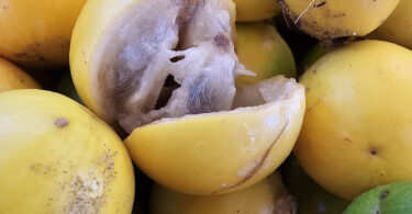 Fruto de Aguaí - Chrysophyllum gonocarpum (Mart. & Eichler) Engl.