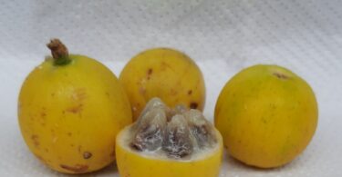 Fruto de Aguaí - Chrysophyllum gonocarpum (Mart. & Eichler) Engl.