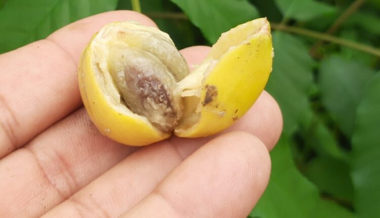 Fruto de Aguaí - Chrysophyllum gonocarpum (Mart. & Eichler) Engl.