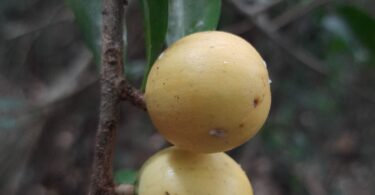 Fruto de Aguaí - Chrysophyllum gonocarpum (Mart. & Eichler) Engl.