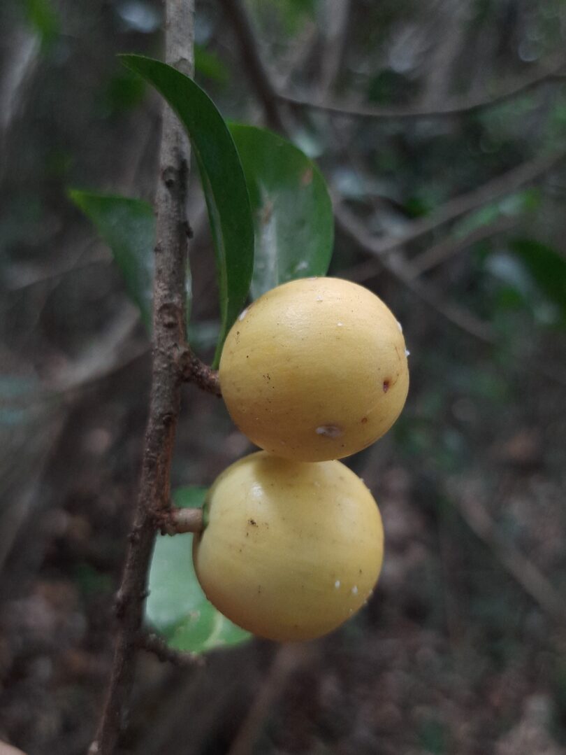 Fruto de Aguaí - Chrysophyllum gonocarpum (Mart. & Eichler) Engl.