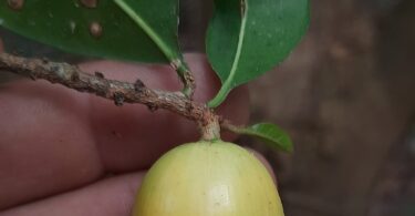 Fruto de Aguaí - Chrysophyllum gonocarpum (Mart. & Eichler) Engl.