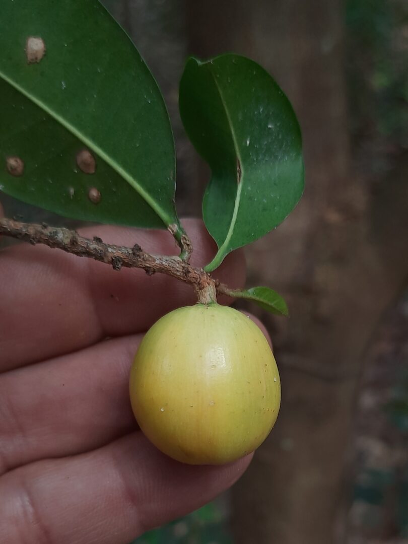 Fruto de Aguaí - Chrysophyllum gonocarpum (Mart. & Eichler) Engl.