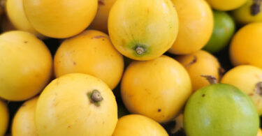 Fruto de Aguaí - Chrysophyllum gonocarpum (Mart. & Eichler) Engl.