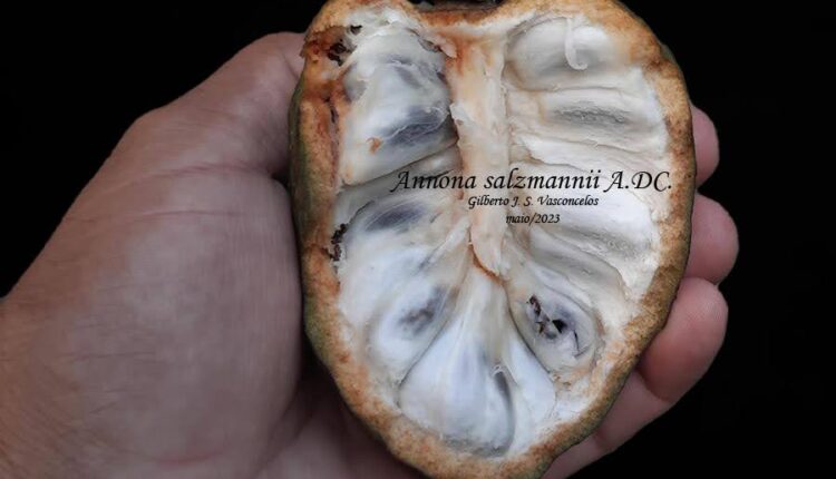 Fruto de Annona salzmannii