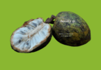 Annona salzmannii A.DC
