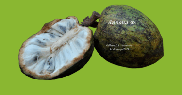 Annona salzmannii A.DC