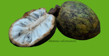 Annona salzmannii A.DC