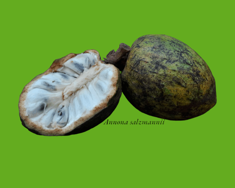Annona salzmannii A.DC