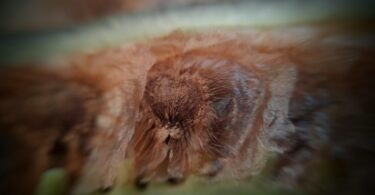 Fruto e sementes de Jacarandá-da-restinga - Jacaranda obovata Cham.