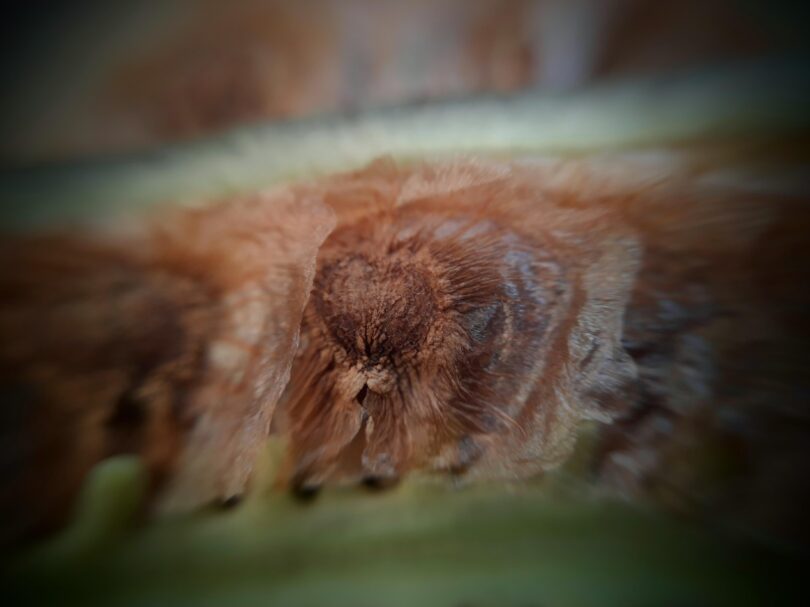 Fruto e sementes de Jacarandá-da-restinga - Jacaranda obovata Cham.