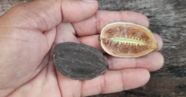Fruto e sementes de Jacarandá-da-restinga - Jacaranda obovata Cham.