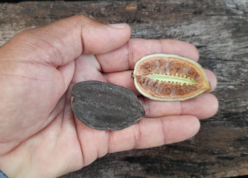 Fruto e sementes de Jacarandá-da-restinga - Jacaranda obovata Cham.