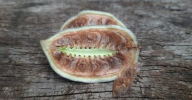 Fruto e sementes de Jacarandá-da-restinga - Jacaranda obovata Cham.