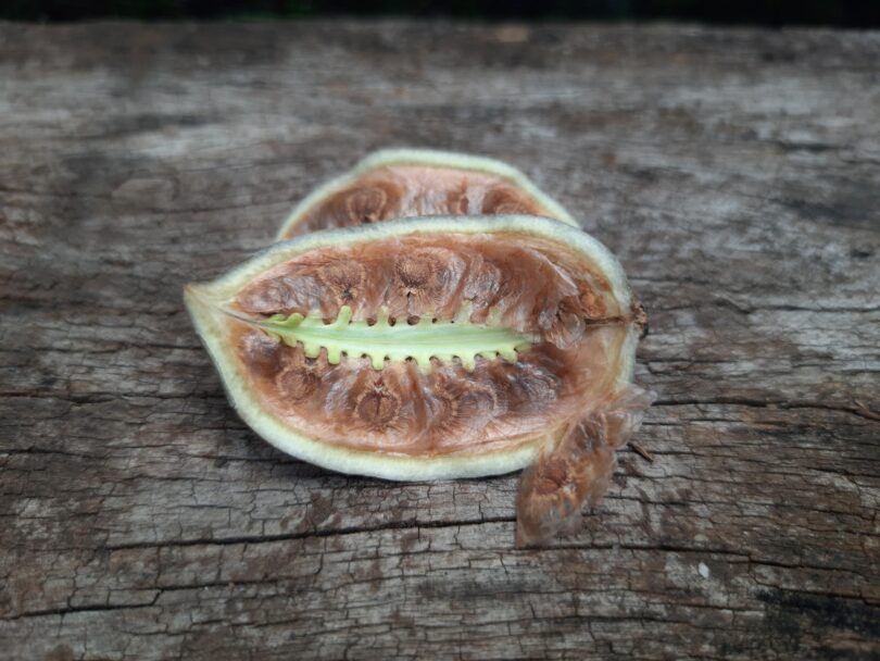Fruto e sementes de Jacarandá-da-restinga - Jacaranda obovata Cham.