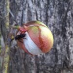 Fruto de amescla - Protium cf. heptaphyllum (Aubl.) Marchand.