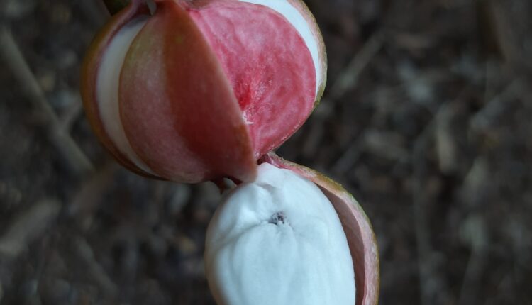 Fruto de amescla - Protium cf. heptaphyllum (Aubl.) Marchand.