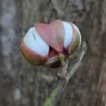 Fruto de amescla - Protium cf. heptaphyllum (Aubl.) Marchand.